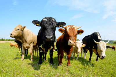 Ag livestock