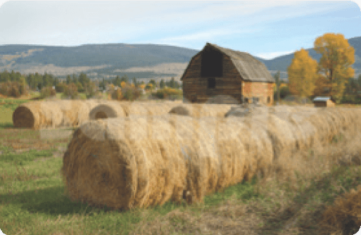 Hay Field